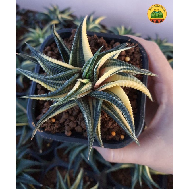 Cây Haworthia Móng R.ồ.n.g Xoáy Var| Đã thuần khí hậu, kích thước 10cm+