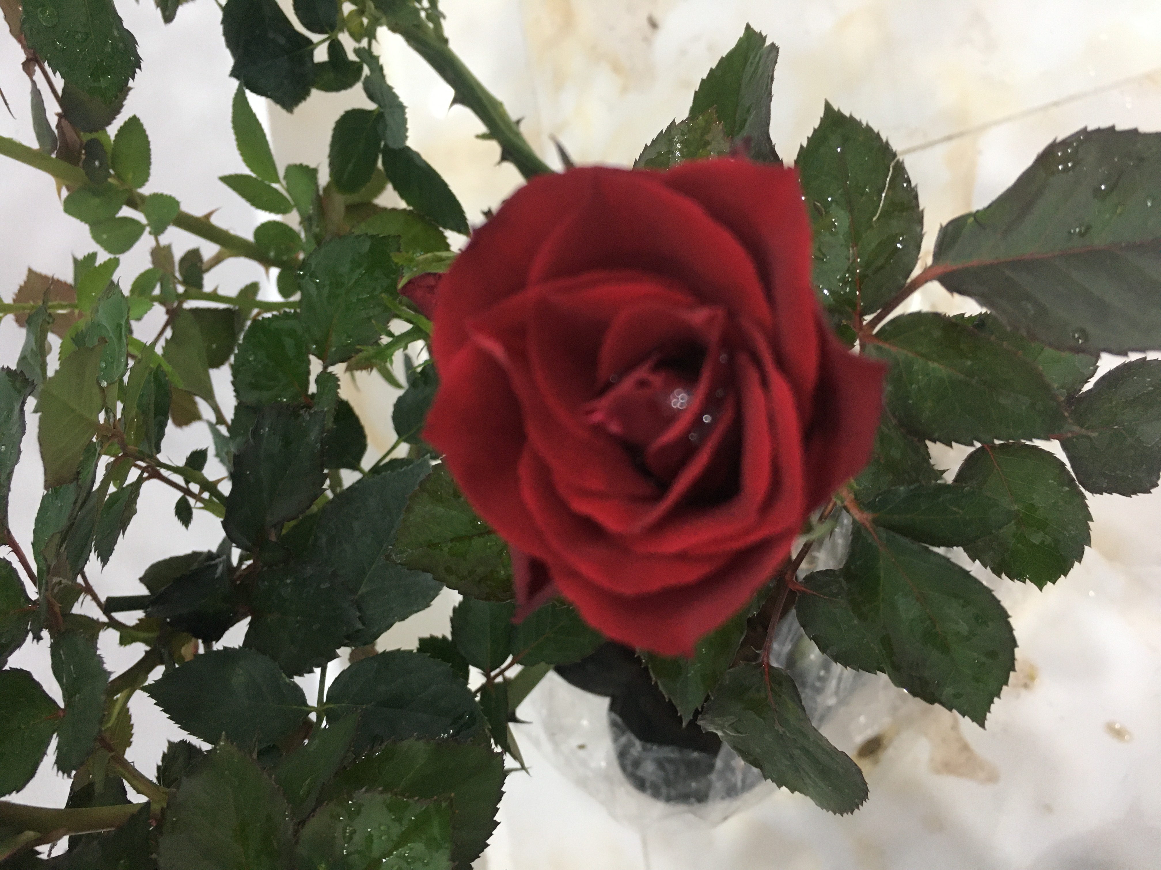 Hoa hồng ngoại nb Tezza đỏ Rose size trung