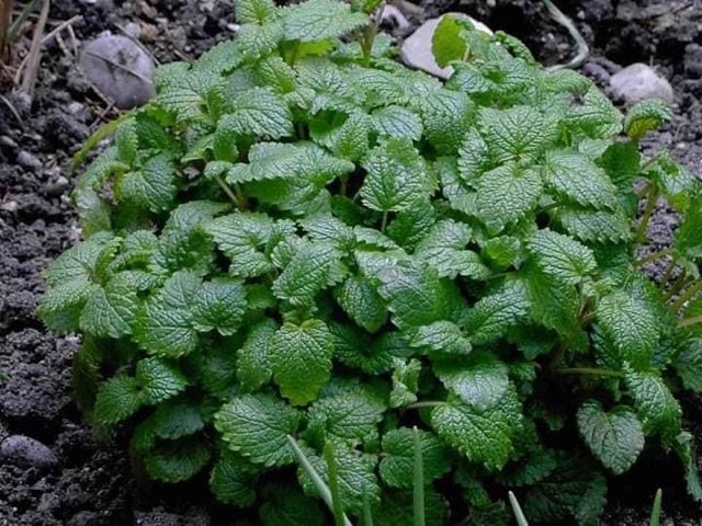 Hạt Giống Lemon Balm ( Hạc Hà Chanh Sả)