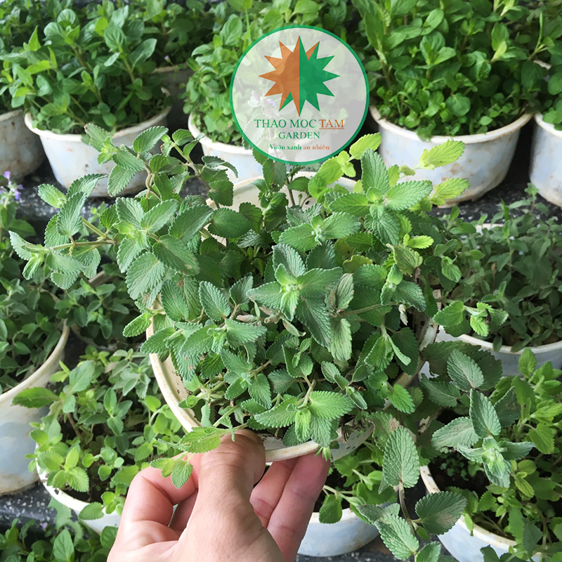 Cây Cỏ Bạc Hà Mèo (Cỏ mèo Catnip)