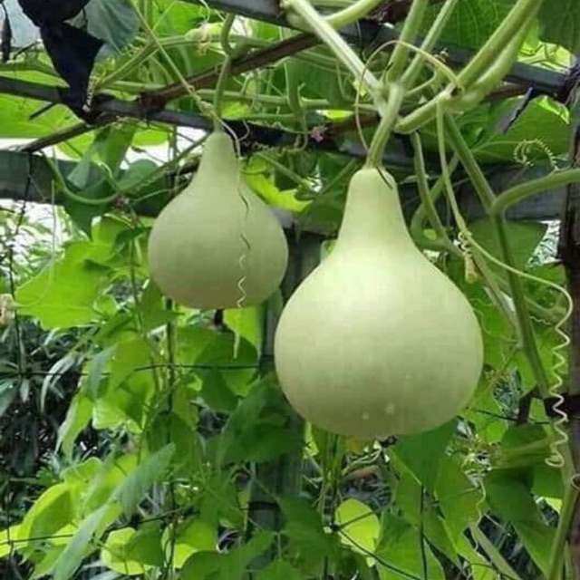 Hạt giống bầu gáo yuqi