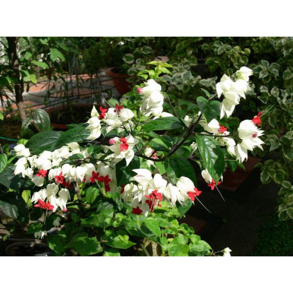 Cây Ngọc Nữ - Cây cảnh sân vườn - caykiengsadec