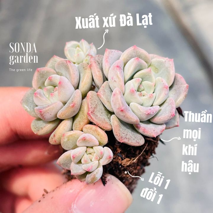 Sen đá diệp hà size mini khỏe đẹp lỗi 1 đổi 1