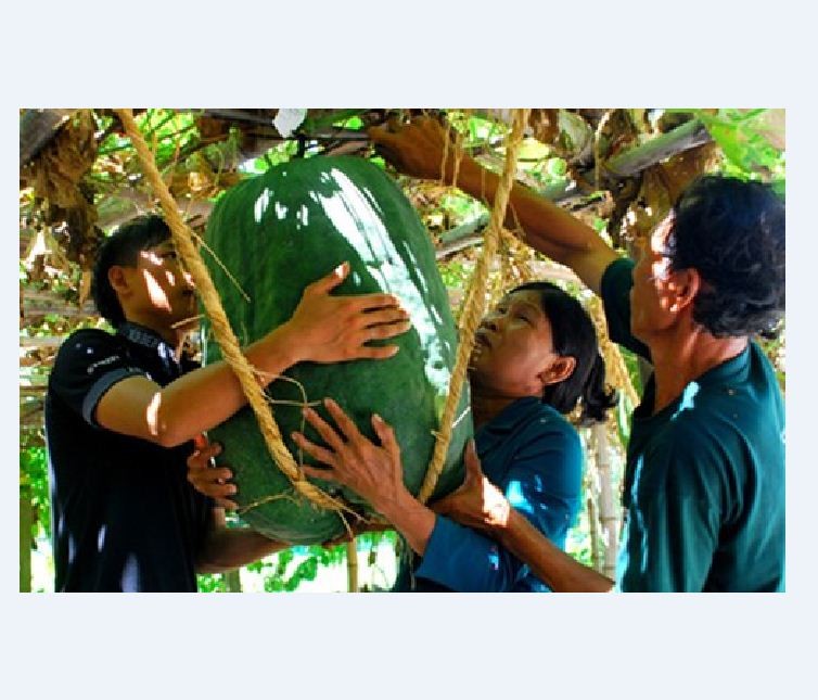Hạt giống bí đao khổng lồ - Gói 5 Hạt