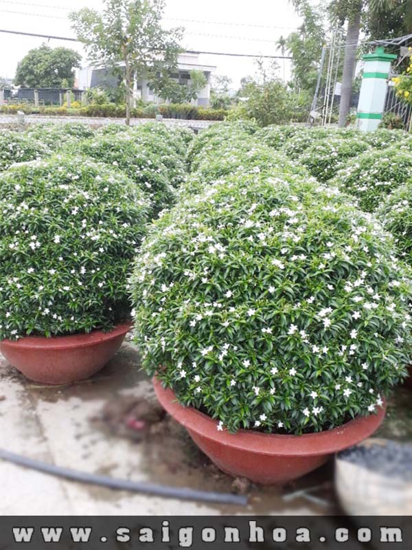 COMBO 3 BẦU CÂY GIỐNG MAI VẠN PHÚC( CÂY MAI TIỂU THƯ)