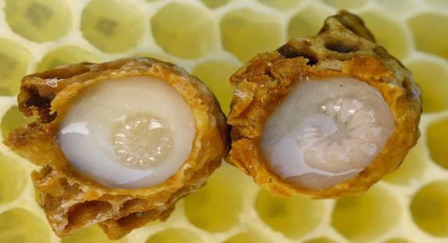 Sữa ong chúa Thảo Bee đẹp da-100gr