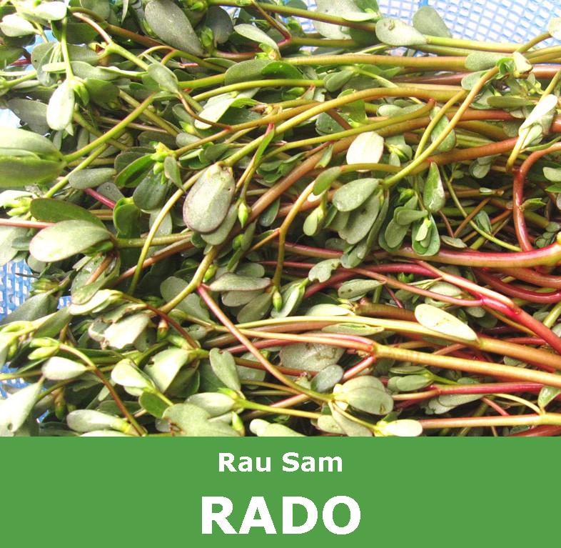 Hạt Giống Rau Sam Dễ Trồng, Phát Triển Nhanh Chóng