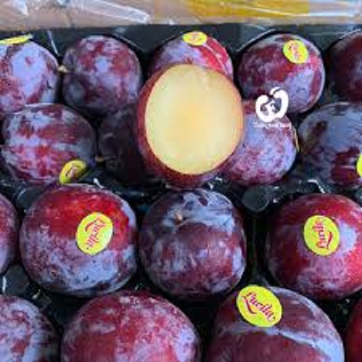 CÂY GIỐNG MẬN TÍM ÚC