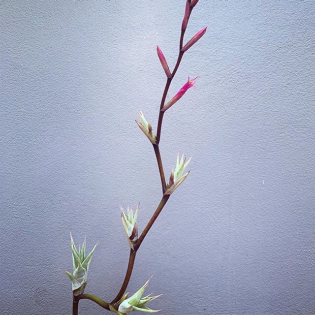 Cây Không Khí Tillandsia Flexuosa