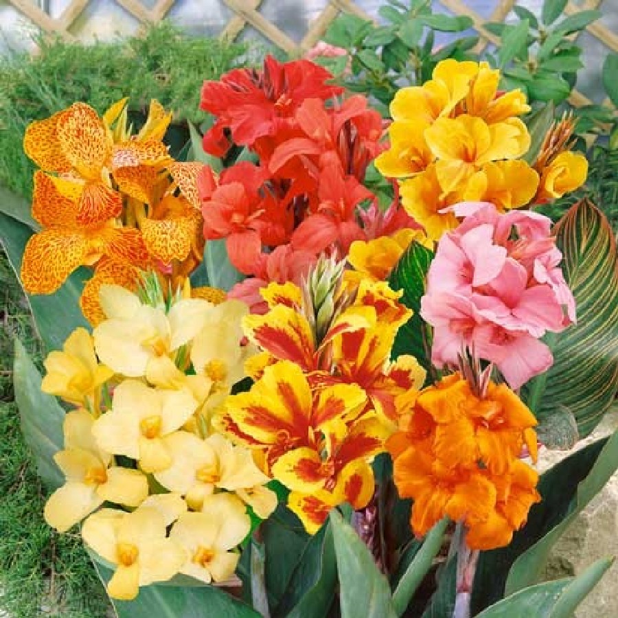 Hạt giống hoa Chuối Cảnh nhiều màu