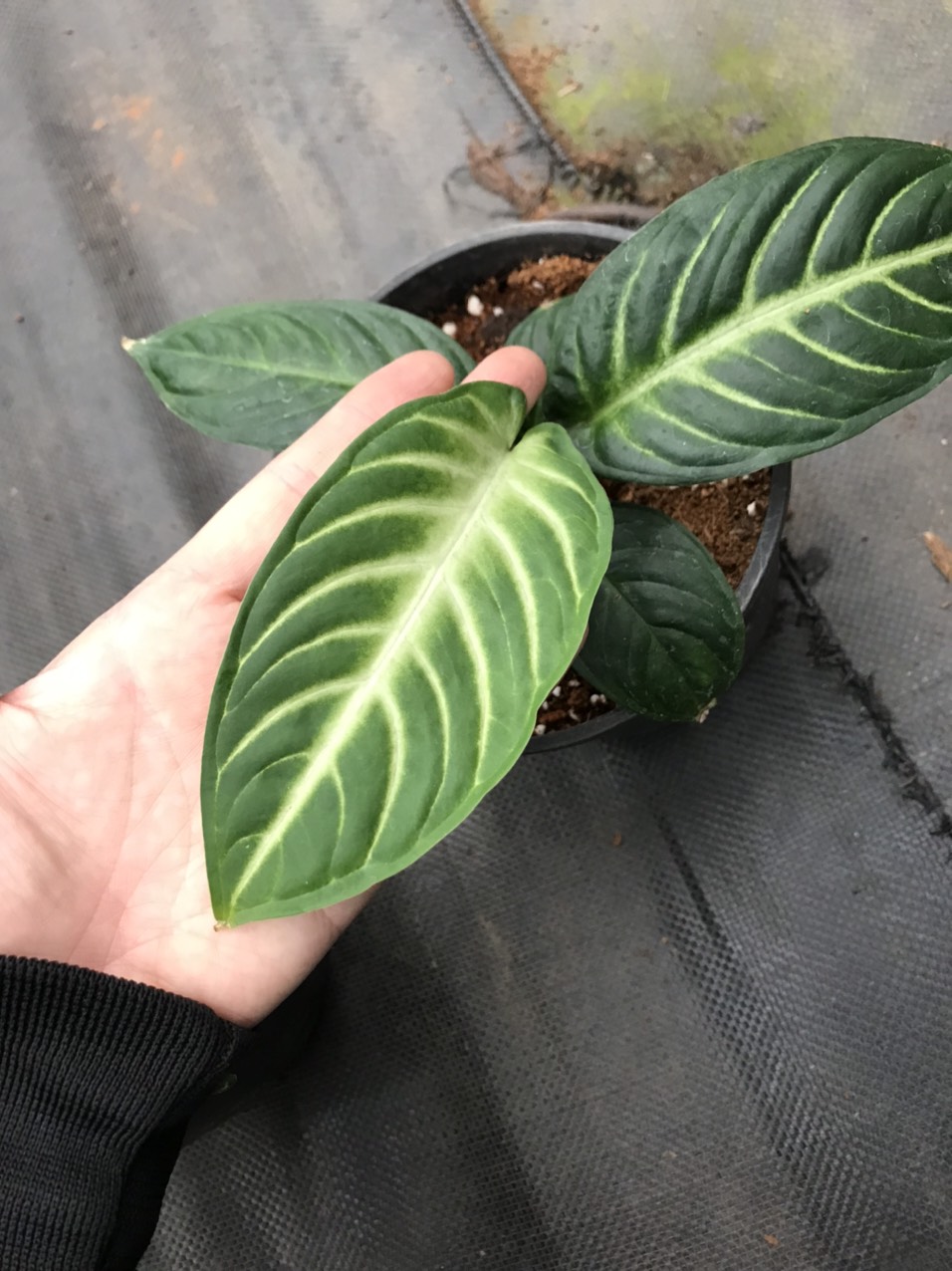 Caladium lindenii