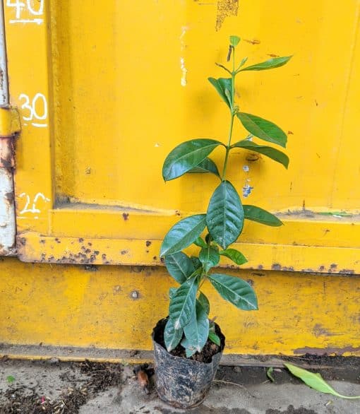 Cây Ổi Dâu Tây Nhật
