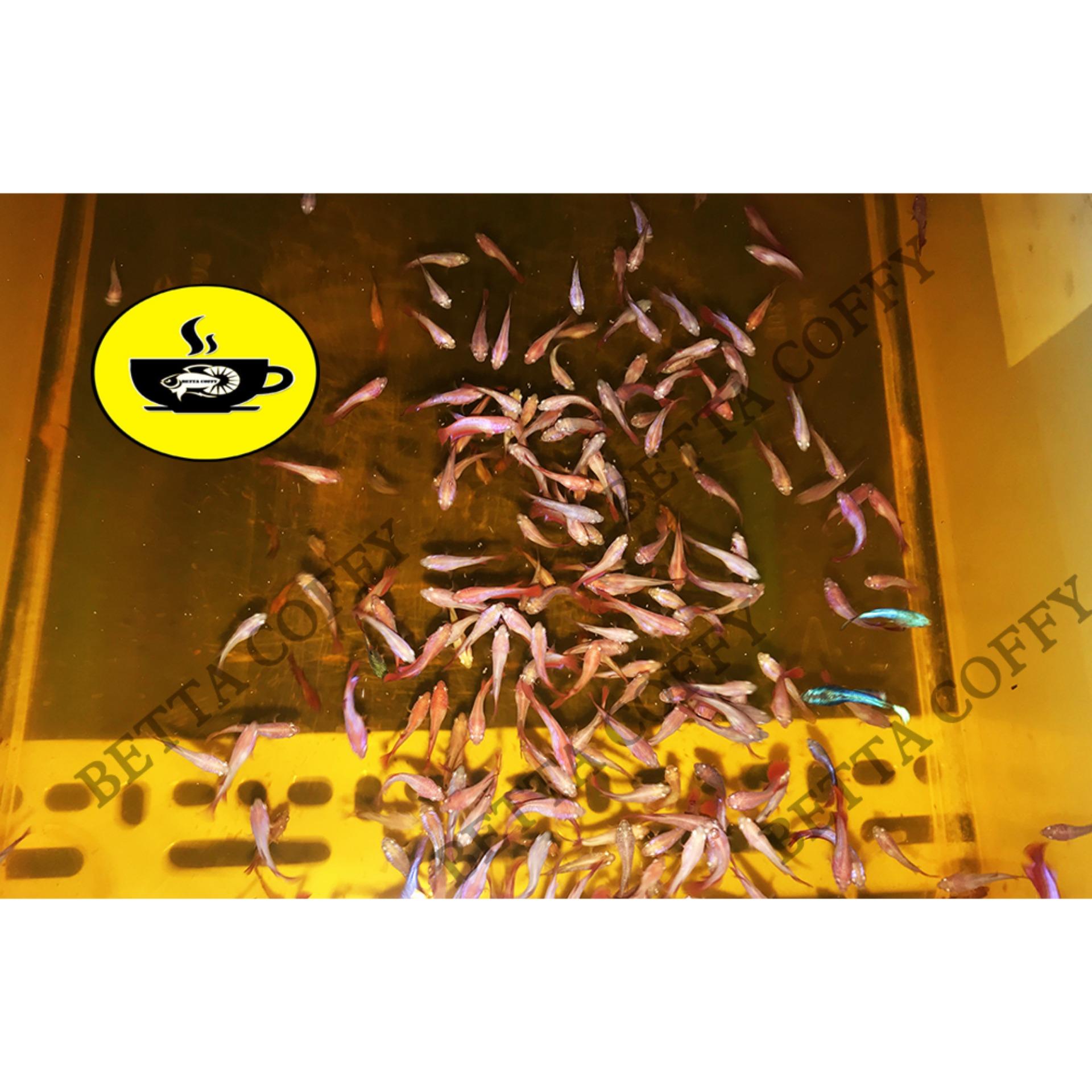 Bút đo pH ATC - 3s là ra độ PH - BETTA COFFY