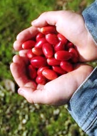 5 TRÁI cây thần kỳ (CHÍN, ĂN ĐƯỢC)