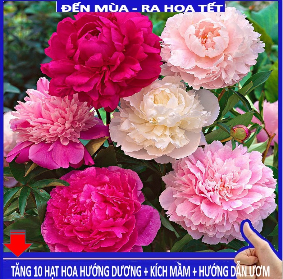 MJ69 Hạt Giống Hoa Mẫu Đơn Kép Mix ( Gói 05 Hạt)