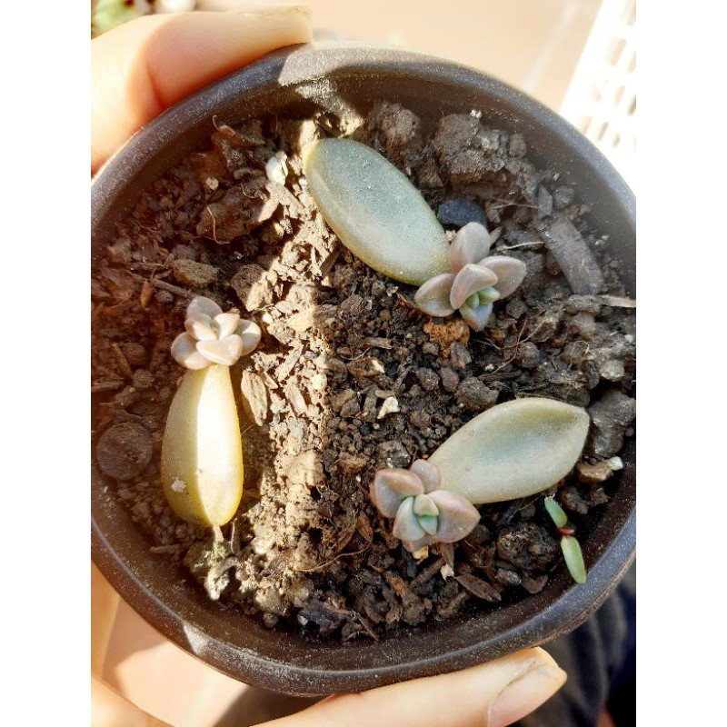 Combo 10 lá sen đá ươm mầm mix loại