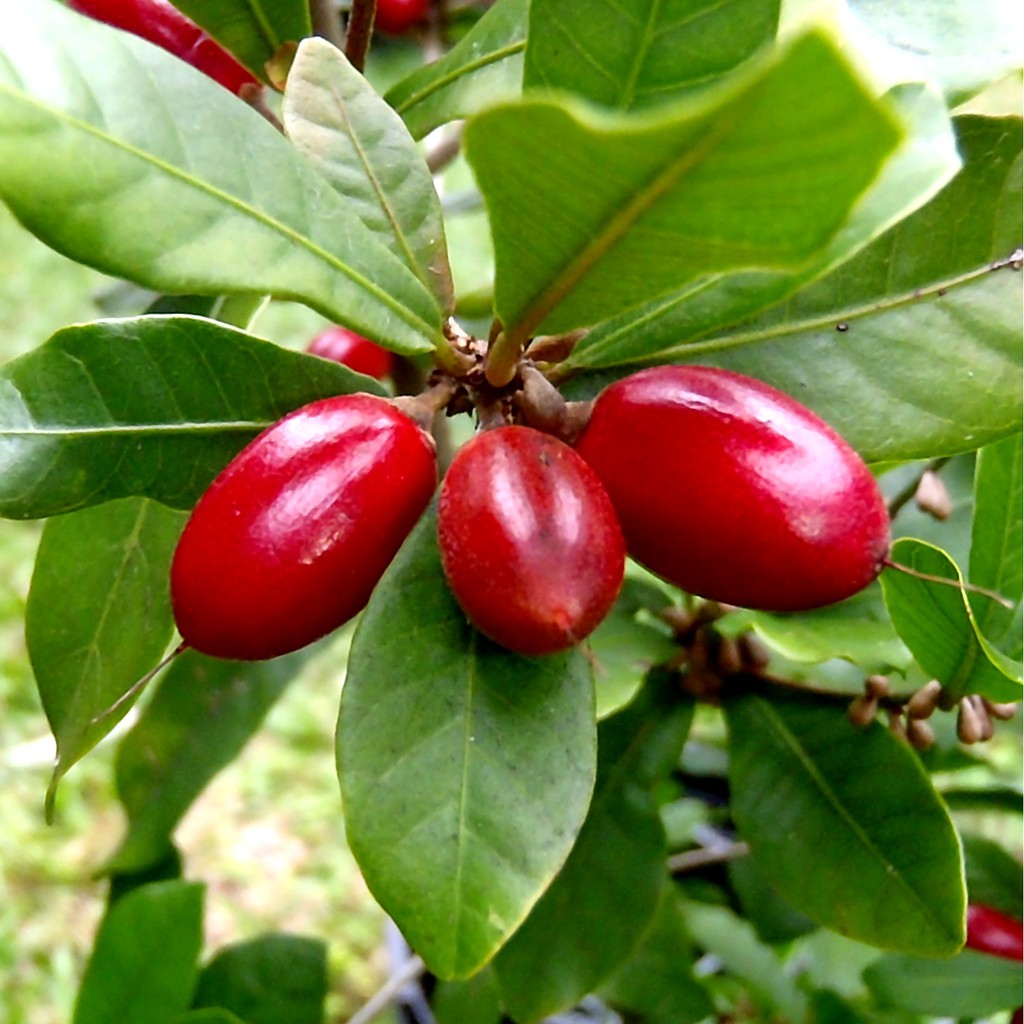 CHẬU CÂY GIỐNG CÂY THẦN KỲ