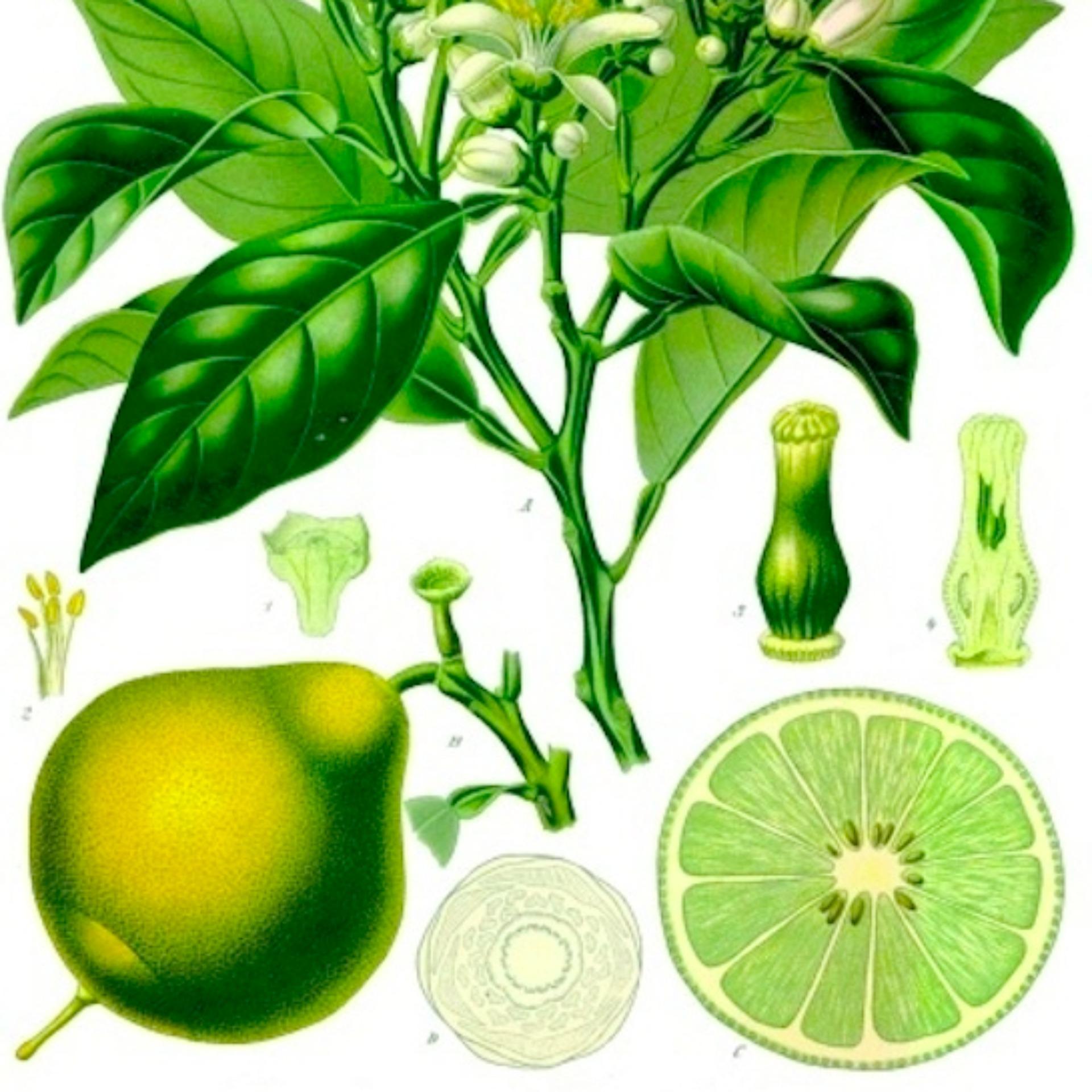 Dầu gió thảo mộc Thái Lan Cam Bergamot