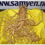 [FreeshipMAX] Nhân sâm tươi Hàn Quốc loại 6 củ một Kg
