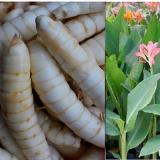 100g Tinh Bột Củ Đao -  Bạch Tuyết