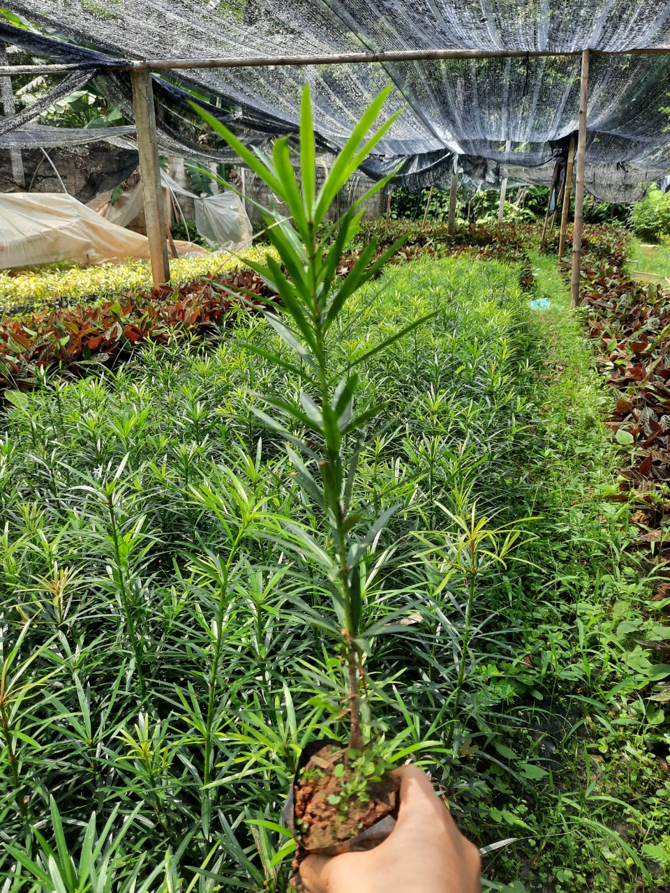 CÂY TÙNG LA HÁN -VẠN NIÊN TÙNG( cây cao 25-30cm)