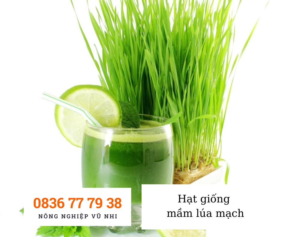 Hạt giống mầm lúa mạch - hatgiong24h ( 100gr)