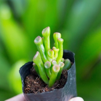 Sen đá ống điếu 3-5cm - Vườn sen đá