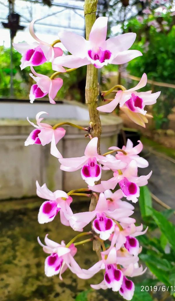 Chậu hoa lan Phi Điệp tím Hòa Bình, 2 năm tuổi