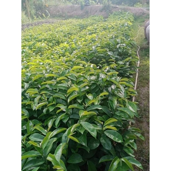 Cây giống mãng cầu xiêm mã lai siêu sớm