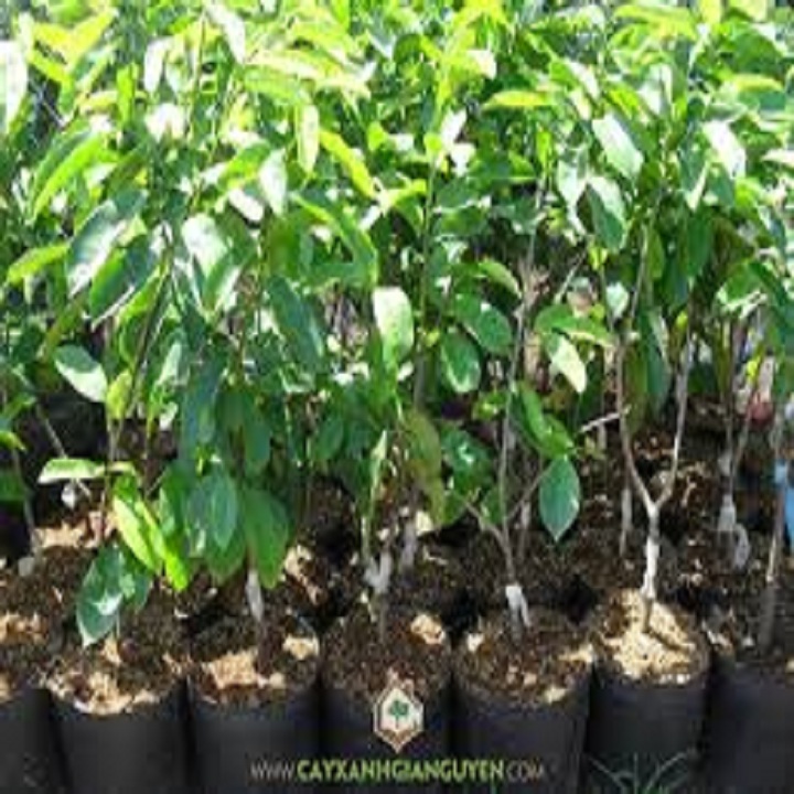 CÂY GIỐNG MÃNG CẦU XIÊM