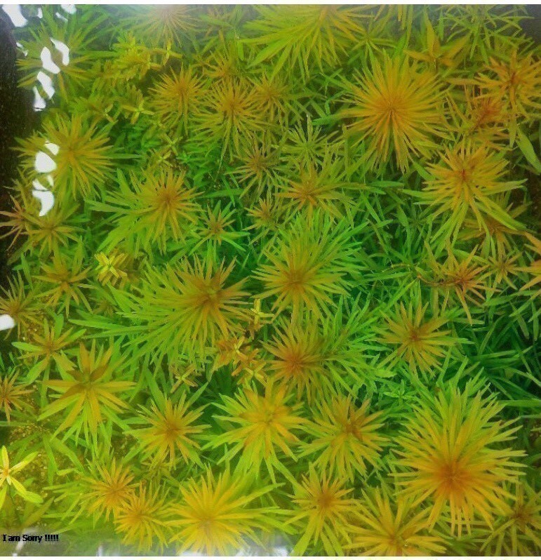 HOÀNG THÁI DƯƠNG 15 NGỌN ( màu vàng ) lá cạn