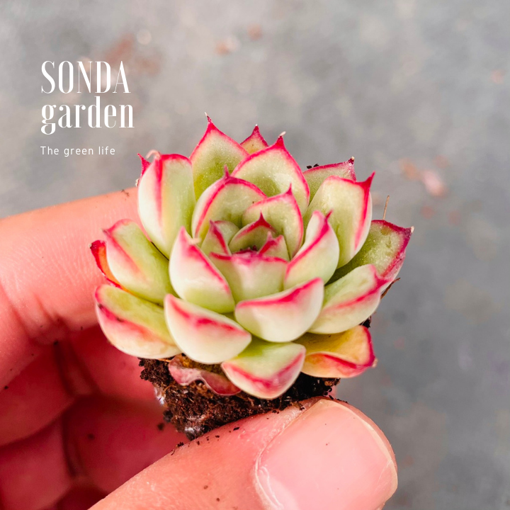 SEN ĐÁ VIỀN HỒNG SIZE MINI KHOẺ ĐẸP LỖI 1 ĐỔI 1