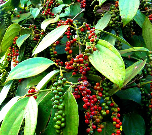 [Cam Kết Nguyên Chất] Tiêu Đen Nguyên Hột Bình Phước,Nguyên Chất Từng Hột (100Gram)