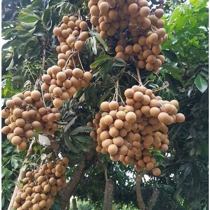 CÂY GIỐNG NHÃN KHÔNG HẠT