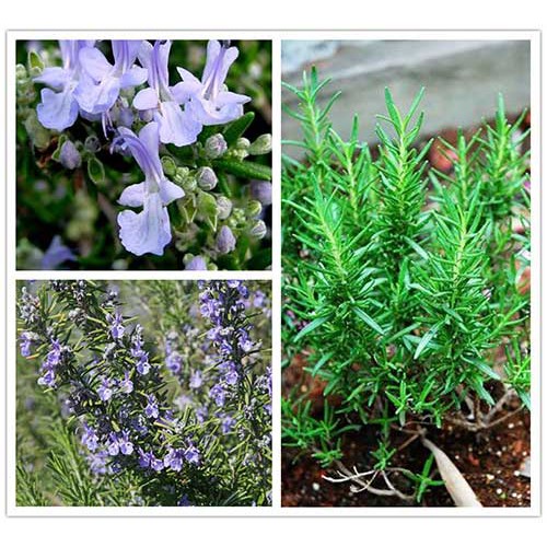 Ma48 hạt giống cây hương thảo 10 hạt
