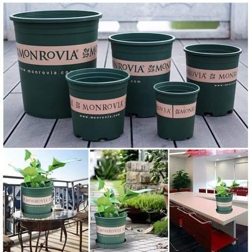 CHẬU NHỰA TRỒNG CÂY MONROVIA ĐỦ SIZE