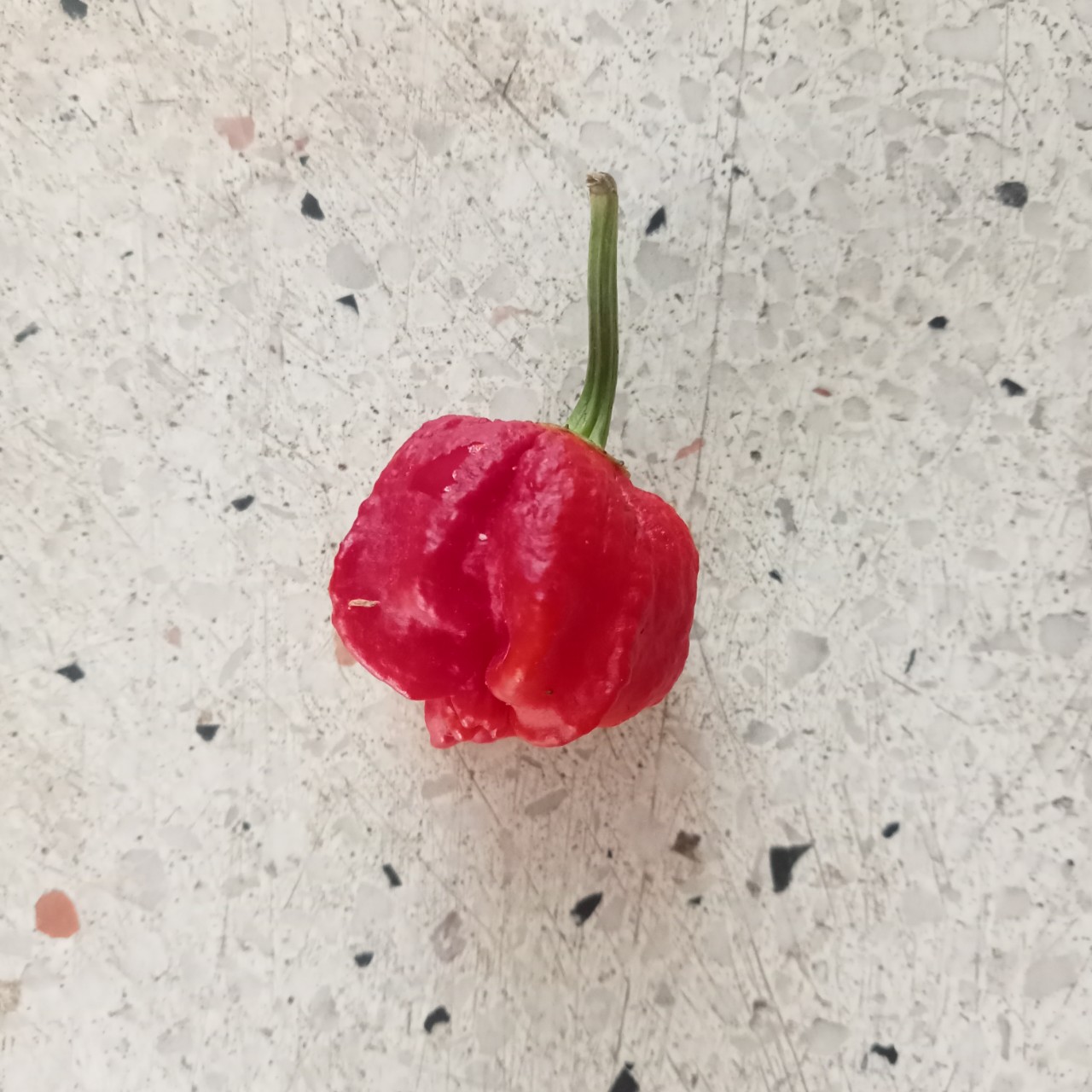 1 Trái Ớt Trinidad Red