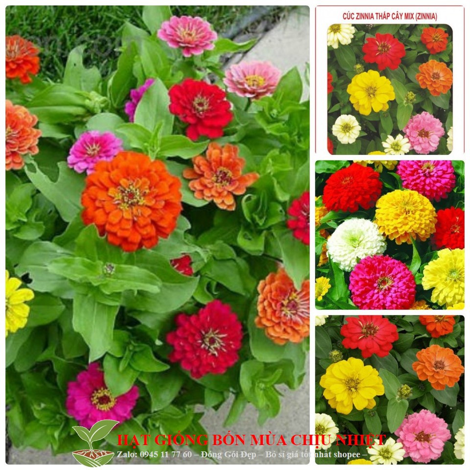 Hg4C 50 Hạt Giống Hoa Cúc Lá Nhám Cúc Zinnia Thấp Mix Đến Mùa Trồng Tết