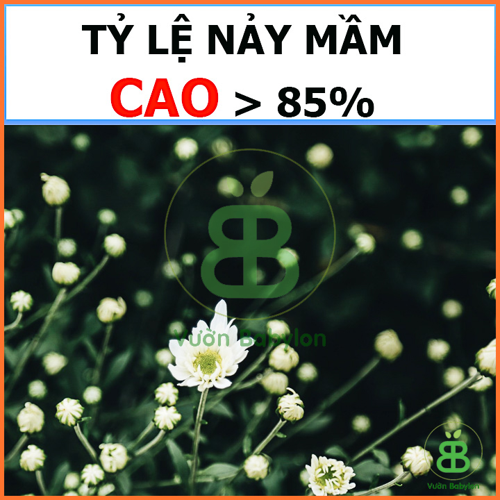 Hạt Giống Cúc Họa Mi Ra Hoa Cực Đẹp