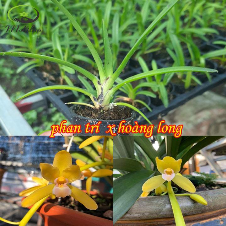 Lan kiếm HOÀNG LONG X PHAN TRÍ