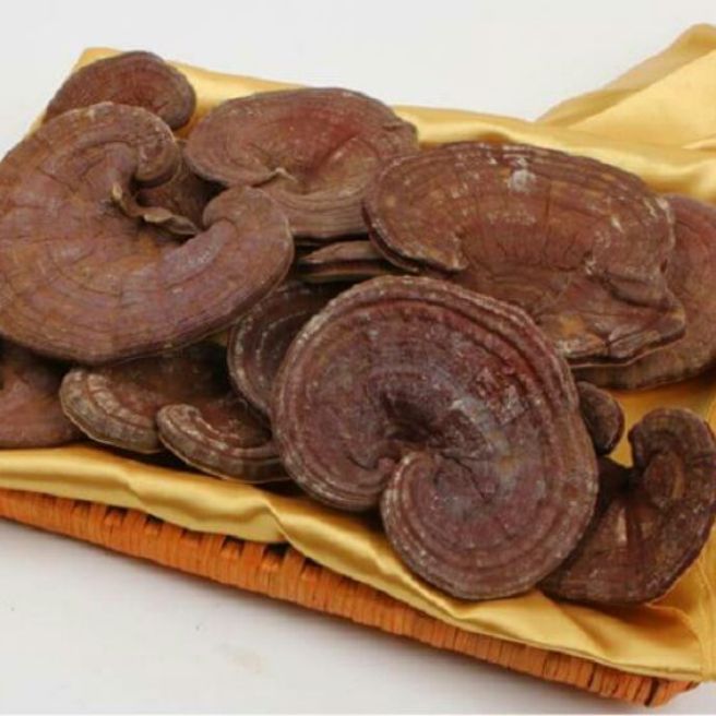 500g nấm linh chi đỏ