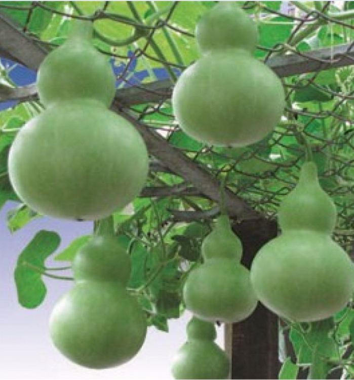 Combo  4 gói hạt giống bầu bí - ( 1 bầu hồ lô - 1 bí xanh dài - 1 bầu sao - 1 bí hạt đậu )