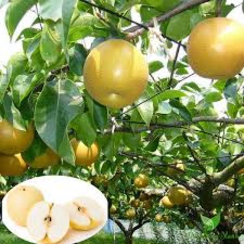 cây giống cây lê nâu (cây mắc cọp)