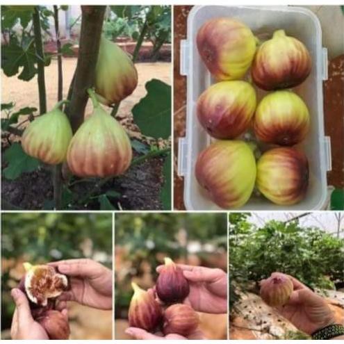 sản phẩm CÂY SUNG MỸ SẴN QUẢ ĐỘC LẠ