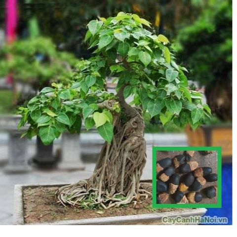 Hạt giống cây bồ đề ấn độ-gói 1gram-tặng kèm gói kích hạt nãy mầm