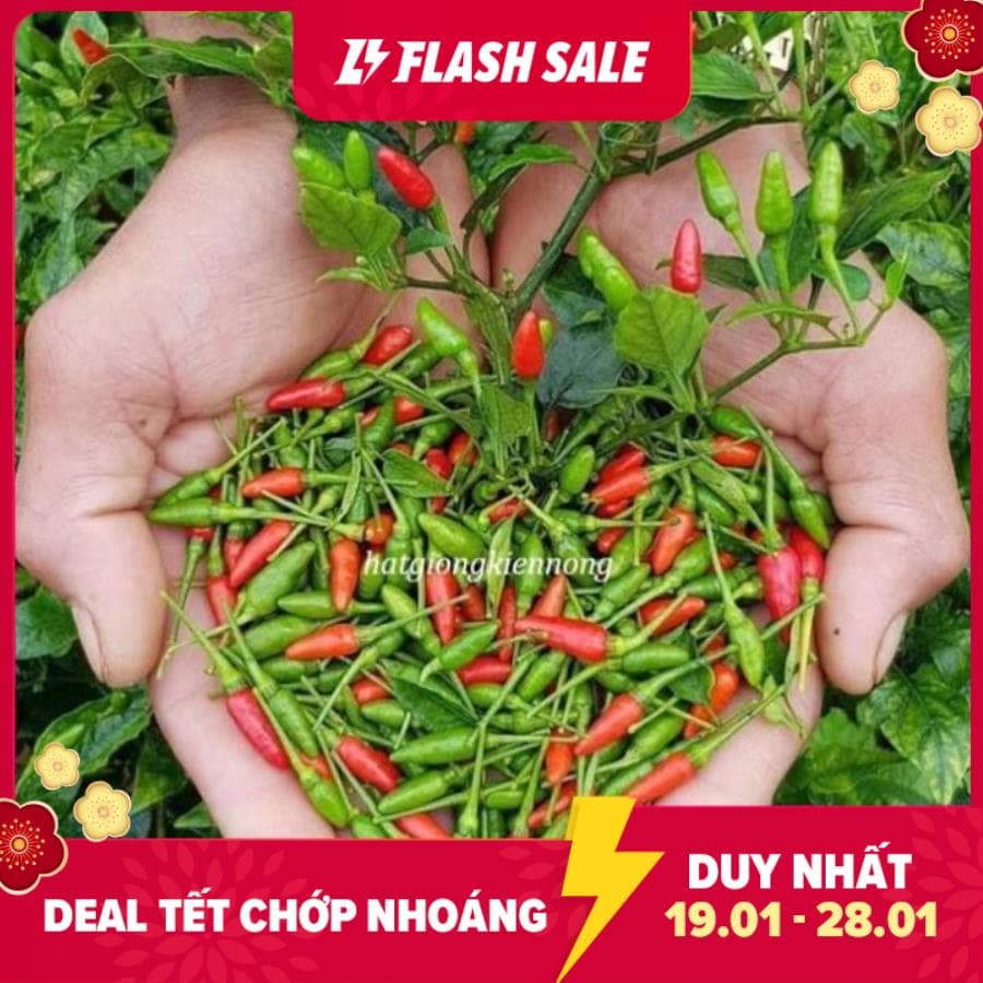 MJ99 Ớt Xiêm Thái Lan RD 712 SAI TRÁI DỄ TRỒNG .GÓI 20h
