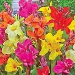 cây giống hoa chuối cảnh thái lan