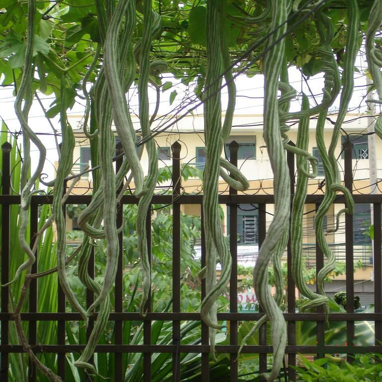 [Seeds] Hạt giống mướp rắn lai f1 Rado 68, đóng gói 5 hạt
