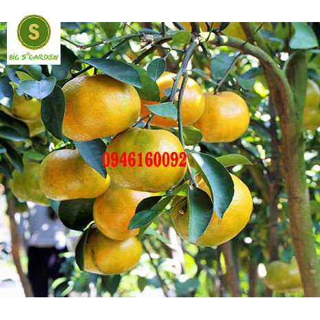 Cây Giống Quýt đường không hạt siêu ngọt