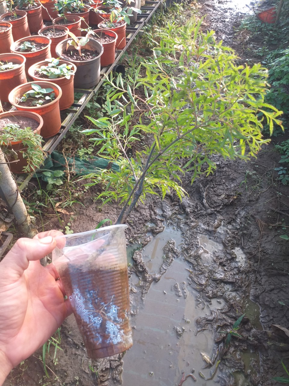 Cây giống Sâm Đinh Lăng loại lá nếp